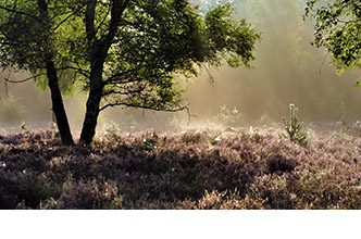 Omgeving Hotel De Wipselberg-Veluwe